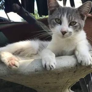 Meet your Posher, Dawnetta